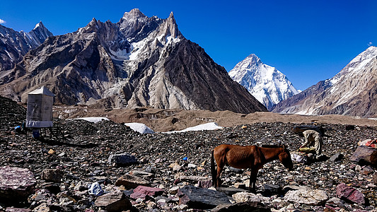 在前往K2基地营地的路上 驴徒步行经过多彩露营帐篷 背景为卡拉科鲁姆射程图片