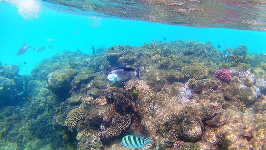 鱼外科动物 Seabreams和在光亮的c周围游泳海洋生活浮潜动物群潜水热带旗尾珊瑚鼠科富豪图片