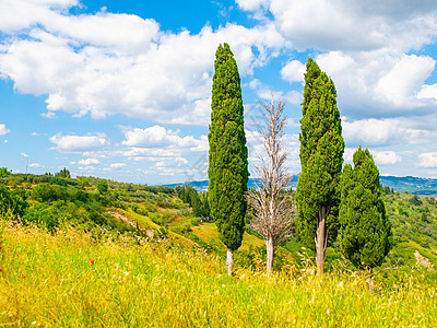 意大利意大利托斯卡纳夏季风景中一群树天空场景绿色植物植物蓝色农村全景阳光爬坡柏树图片