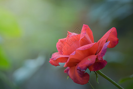 花园里的玫瑰花树叶植物群日光粉色绿色花瓣情人玫瑰图片