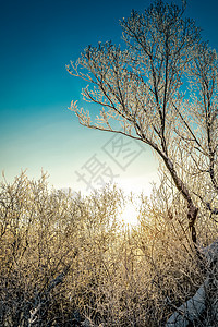 明亮的冬季风景 日出时森林里有树木晴天场景蓝色季节木头桦木气候公园冻结天气图片