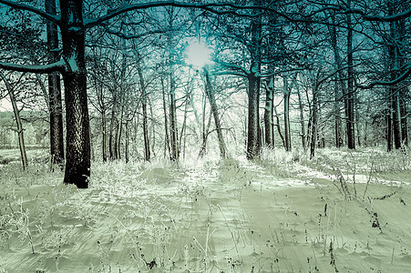 森林的冬季风景与清晨的太阳天空公园木头降雪爬坡季节阳光天气雪堆冻结图片
