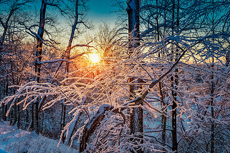 森林的冬季风景与清晨的太阳冻结木头公园寒冷爬坡季节降雪薄片蓝色晴天图片