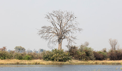 带非洲鱼鹰的大树图片