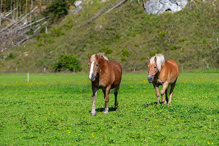 两匹棕色马在草地上放牧小马动物风景天空马匹骑术宠物农村场地鬃毛图片