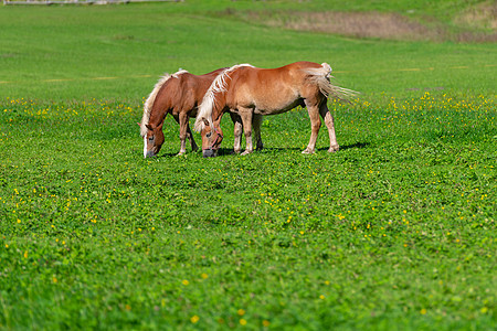 两匹棕色马在草地上放牧骑术天空小马鬃毛国家宠物荒野农场场地农村图片