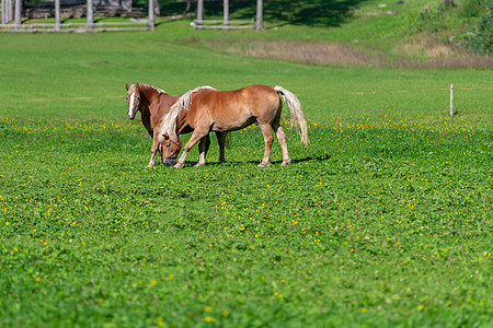两匹棕色马在草地上放牧马术鬃毛动物马匹荒野哺乳动物风景农场骑术农村图片