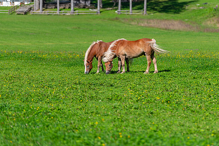 两匹棕色马在草地上放牧荒野宠物天空马术自由农场哺乳动物骑术牧场国家图片
