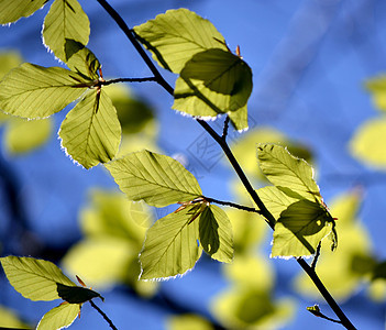 蓝天上的绿叶季节森林阳光蓝色花园公园树叶生长叶子绿色图片