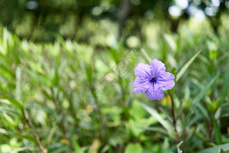 花朵的紫色是紫色的图片
