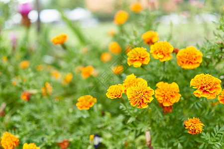 Tagetes 勃立塔或马龙头有黄色和橙色花朵图片