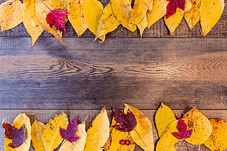 木野猪上有彩色叶子的秋天背景控制板桌子木板农业木材橙子边界墙纸框架森林图片