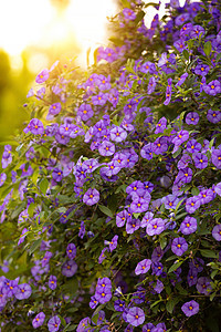 蓝马铃薯布什喷泉植物学叶子灌木紫色花园问候语植物家庭植物群图片
