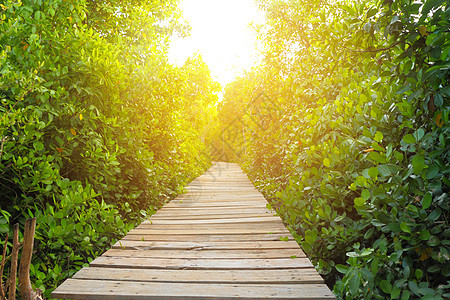 红树林中的木环桥风景材料日落森林植物运输环境丛林控制板公园图片