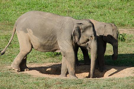亚洲大象是亚西娅的五只大动物大耳朵丛林婴儿冲突动物记录人象鼻子濒危野生动物图片
