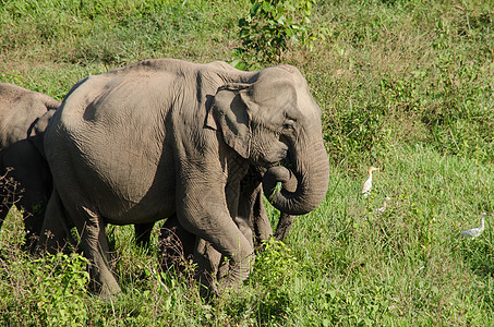亚洲大象是亚西娅的五只大动物野生动物人象动物鼻子公园大耳朵草原丛林荒野环境图片