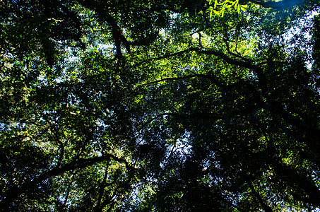 森林中的光明天空山脉公园环境太阳场景森林阳光日落旅行图片