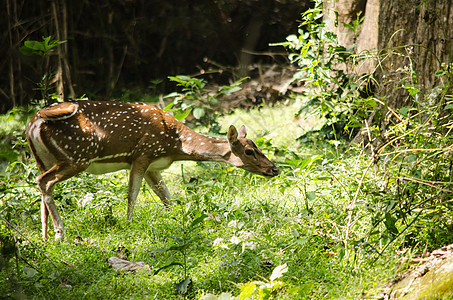 Chital Cheetal 斑斑鹿 轴鹿在玻璃林中行走猎豹哺乳动物动物食草棕色荒野男性公园森林野生动物图片