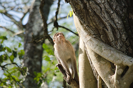 长尾木雕是女性家庭灵长类旅行绿色猴子母亲乐趣树木猕猴图片