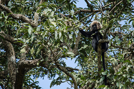 长尾木雕是灵长类毛皮树木母亲乐趣旅行女性动物野生动物猴子图片