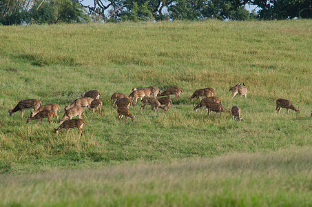Chital Cheetal 斑斑鹿 轴鹿在玻璃林中行走鹿角男性棕色中观白色食草猎豹丛林野生动物赤道图片