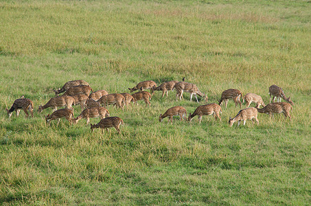 Chital Cheetal 斑斑鹿 轴鹿在玻璃林中行走食草动物国家哺乳动物野生动物荒野公园鹿角白色赤道图片