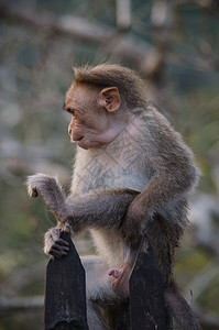 长尾木雕是猴子毛皮绿色哺乳动物母亲猕猴旅行动物灵长类树木图片