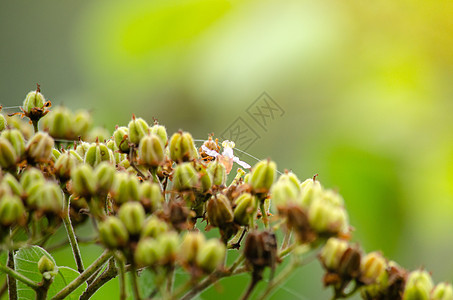 雨林在泰国很重要 这是野生植物的栖息地丛林阳光公园山脉季节热带木头森林风景旅行图片