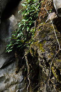 雨林在泰国很重要 这是野生植物的栖息地热带公园木头季节风景阳光森林荒野山脉叶子图片