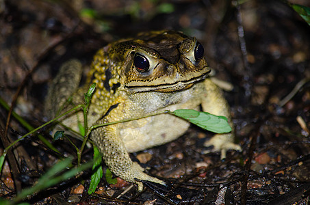 青蛙是黄色的 像植物颜色沼泽宏观野生动物森林水池蟾蜍生活花园环境叶子图片