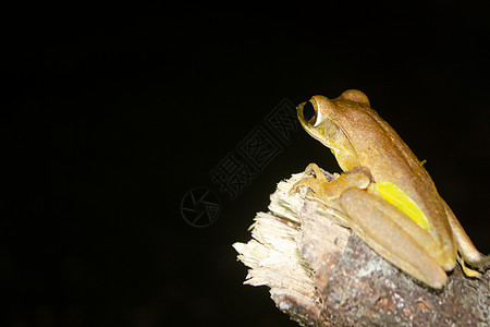青蛙是黄色的 像植物颜色野生动物环境水池森林沼泽生活动物蟾蜍宏观荒野图片