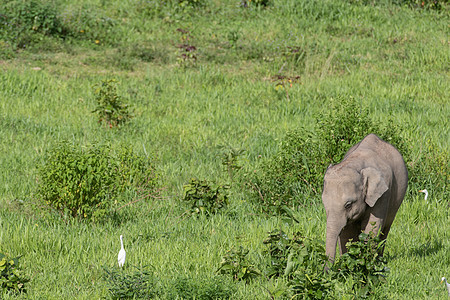 亚洲大象是亚西娅的五只大动物草原人象树干鼻子智力哺乳动物国家旅行记录婴儿背景图片