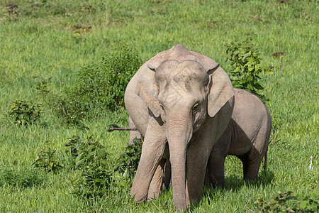 亚洲大象是亚西娅的五只大动物荒野冲突环境丛林人象鼻子草原森林智力濒危图片