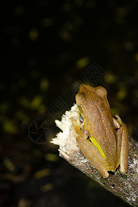 青蛙是黄色的 像植物颜色环境池塘蟾蜍荒野森林生活动物沼泽叶子水池图片