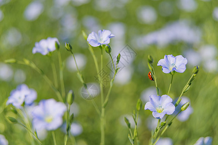 蓝麻花紧闭瓢虫蓝色草本生长甲虫花瓣红色草本植物植物花朵图片