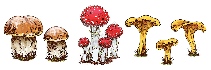 各种蘑菇的矢量插图 香黛儿 橙色杯子和白底飞翔的花岗岩(白色背景)图片
