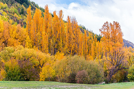 箭镇多彩的秋秋秋花叶和绿松树山毛榉叶子公园季节花园橙子草地松树植物天空图片