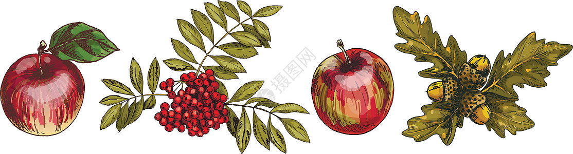 白色背景上隔绝的多彩秋叶和水果 苹果 罗兰 橡木 详细的手工绘制矢量图解浆果绿色艺术植物学季节红色收藏植物森林叶子图片