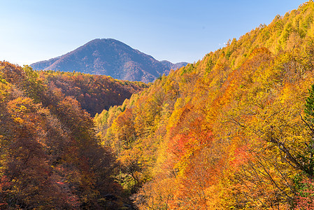 中津川福岛秋天树叶流动森林旅行游客红色黄色季节溪流叶子图片