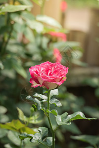 花园里的玫瑰花绿色粉色日光情人树叶花瓣植物群玫瑰图片