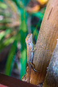 Brown Gecko Scincidae Lizard 变色龙 西拉莱海滩 Ao植物生物花园爬行动物鬣蜥帽子蜥蜴岩石壁虎地面图片