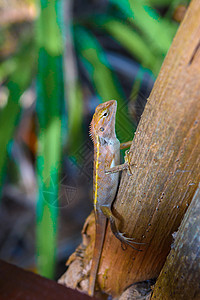 Brown Gecko Scincidae Lizard 变色龙 西拉莱海滩 Ao荒野地面叶子野生动物爬虫动物岩石植物宏观森林图片