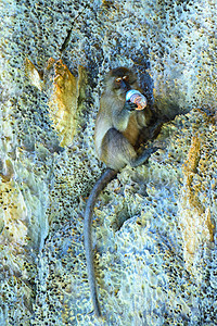 马卡克在吃东西 猴子海滩 菲菲顿岛 安达曼海同体哺乳动物动物香蕉生活游客灵长类家庭热带森林图片