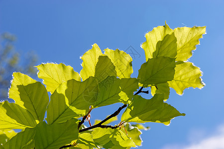 在英语中将比奇树(fagaceae)的一些叶子贴上图片