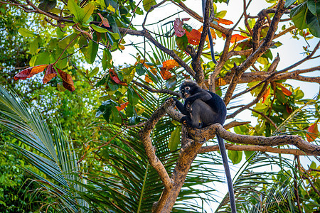 国家公园 泰国湾 Si猕猴热带松鼠叶子叶猴猴子绿色毛皮哺乳动物野生动物图片