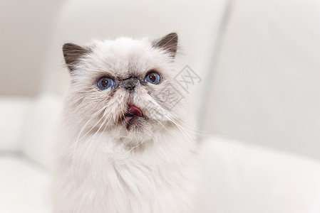 白色沙发上可爱的Persian猫肖像猫科小猫猫咪长椅哺乳动物动物乐趣毛皮躺椅宠物图片