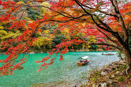 在日本京都沿河的秋天 阿拉希山号船轮在河边打上船月桥吸引力和服游客地标文化女士植物旅行假期图片