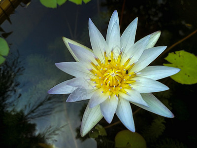 池子里的白色近身莲花花瓣植物群树叶美丽水池绿色叶子百合植物黄色图片