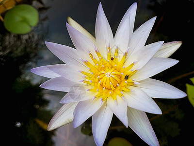 池子里的白色近身莲花植物百合花园黄色绿色花瓣美丽叶子树叶水池图片