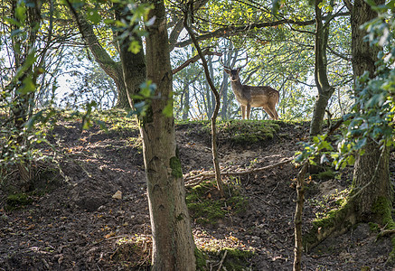 在霍兰的森林里 年轻的害羞小鹿绿色野生动物树枝灌木丛农村乡村动物植物群哺乳动物动物群图片